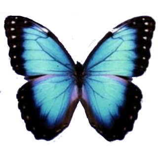 Download Icon Butterflies PNG images