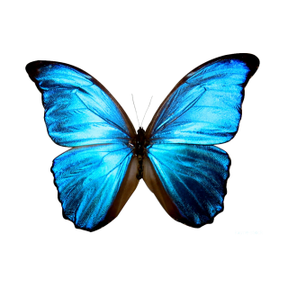 Butterflies In Png PNG images