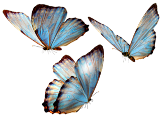 Butterflies In Png PNG images