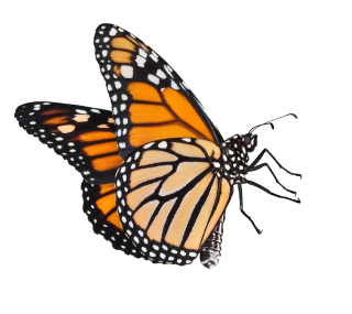 Butterflies Icon Download PNG images