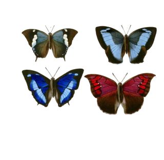 Butterflies Png Available In Different Size PNG images
