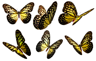 Butterflies Clip Art PNG images