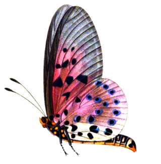 Pic Butterflies PNG PNG images
