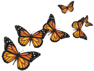 Butterfly Flying Png PNG images