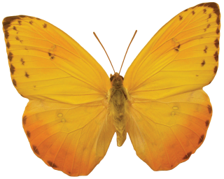 Orange Butterflies Png PNG images