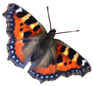 Real Butterflies Png PNG images