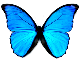 High-quality Butterfly Cliparts For Free! PNG images
