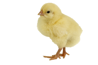 Single Baby Chicken Png PNG images