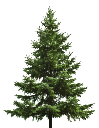Free Download Of Christmas Tree Icon Clipart PNG images