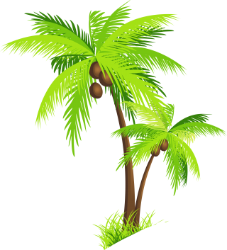 Coconut Tree Palm Photo Clipart PNG images