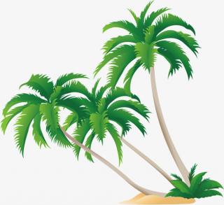 Coconut Tree Palm Transparent PNG PNG images