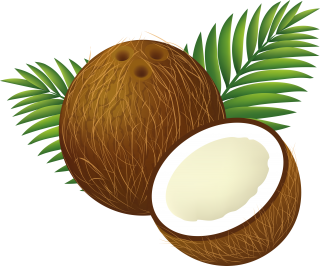 Coconut Tree PNG Clipart PNG images