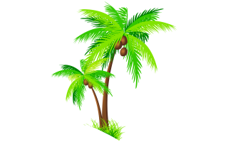 Coconut Tree PNG File PNG images