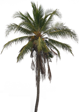 Coconut Tree PNG HD PNG images