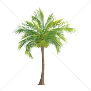 Coconut Tree Transparent Background PNG images