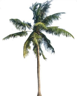 Coconut Tree Vector Png PNG images