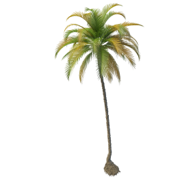 Get Coconut Tree Png Pictures PNG images