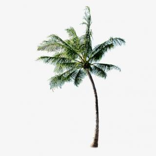 High Resolution Coconut Tree Png Clipart PNG images