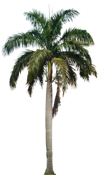 Palm Coconut Tree Designs Png PNG images
