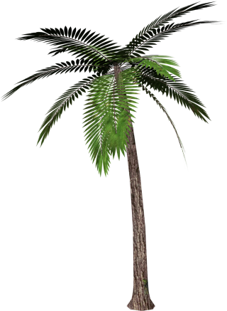 Real Coconut Tree Background PNG images