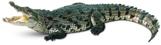 Crocodile PNG Picture PNG images