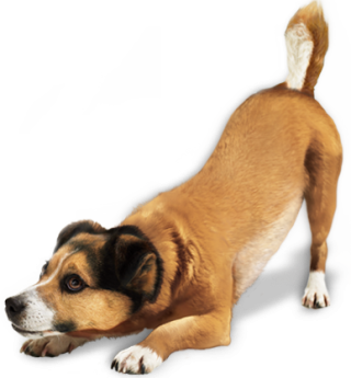 Image PNG Transparent Dog PNG images