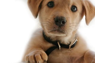 Collections Best Png Dog Image PNG images
