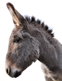Bor Donkey Head PNG images