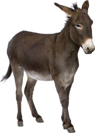 Hd Donkey African Wild Ass Transparent Background PNG images