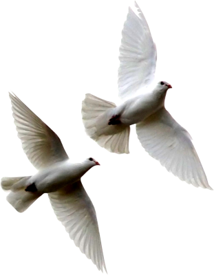 Dove Flying Away Png Image PNG images