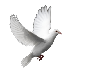 Dove Png Photo PNG images