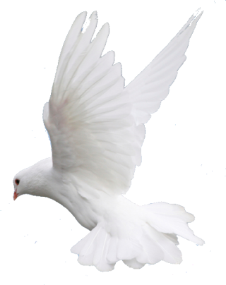 Fly, Flying, Dove, Wedding Image Png PNG images