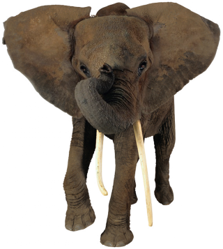 African Elephant Head Png PNG images