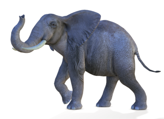 African Elephant Png Transparent PNG images