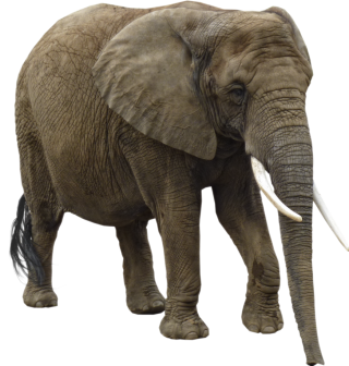 Animal Elephant Image PNG images