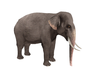 Animal Elephant Pictures PNG images