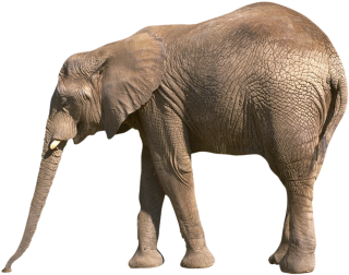 Elephant Africain Png PNG images