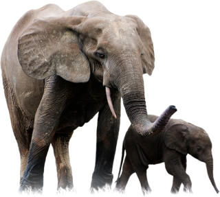 Elephant And Baby Picture Png PNG images