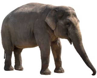 Elephant Hd Png PNG images