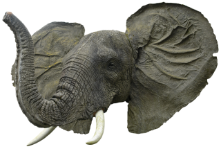 Elephant Head Png PNG images