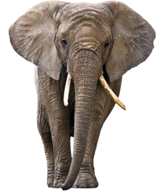 Elephant Long Tusks Png PNG images