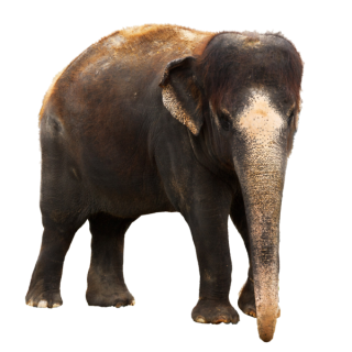 Download Png High-quality Elephant PNG images