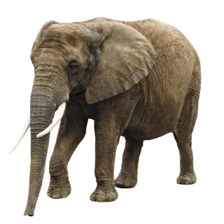 Elephant Png Image PNG images