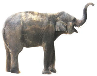 Small Animal Elephant Png PNG images