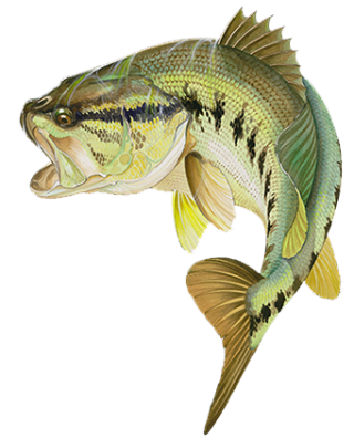 Fly Fish Orlando PNG images