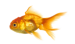 Gold Fish PNG PNG images