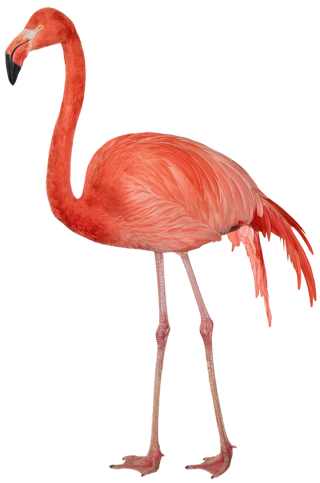 Long Beak Flamingo Image PNG images