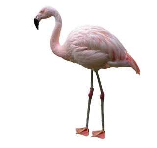 White Flamingo High Resolution Images PNG images