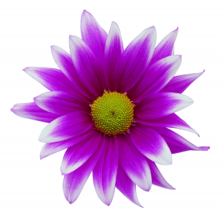 Purple Flower Png PNG images