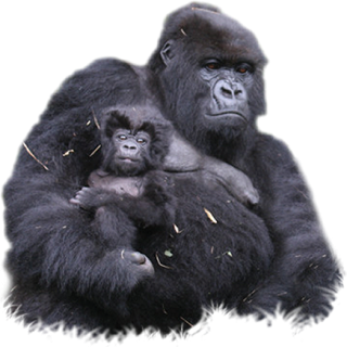 Background Transparent Png Gorilla PNG images